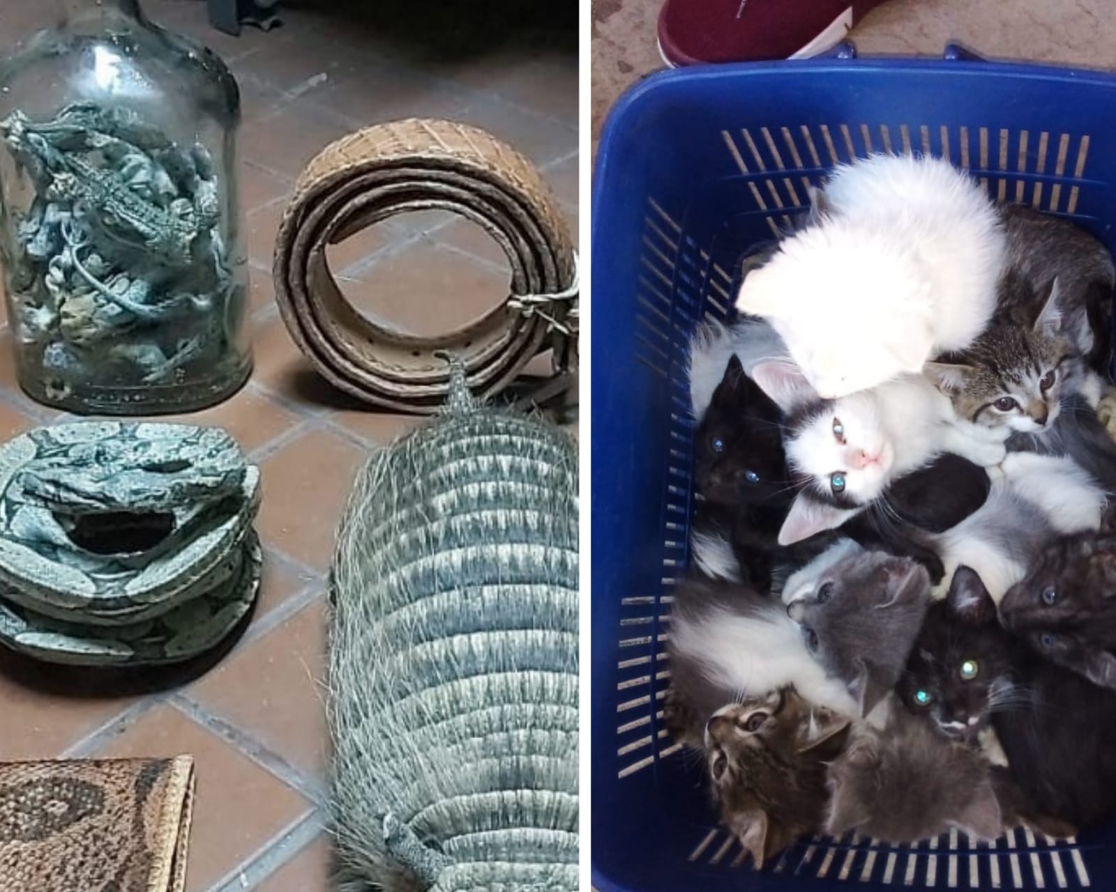 Pofoma rescata 63 animales domésticos y secuestra 25 animales silvestres disecados en El Alto