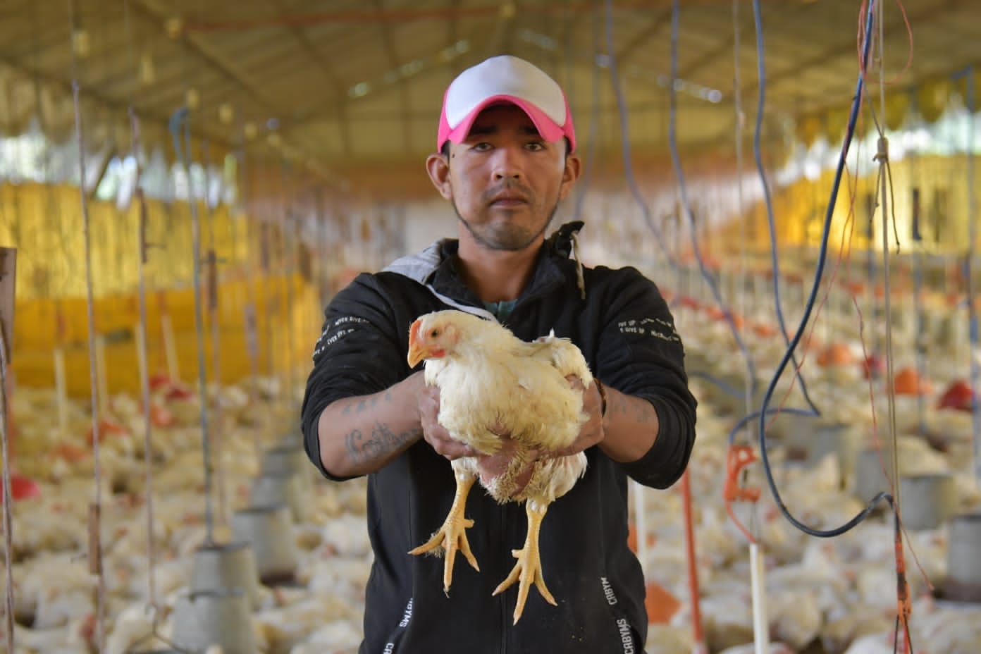 Senasag insta a avicultores a notificar sospechas de gripe aviar en granjas y advierte sanciones en caso de incumplimiento 