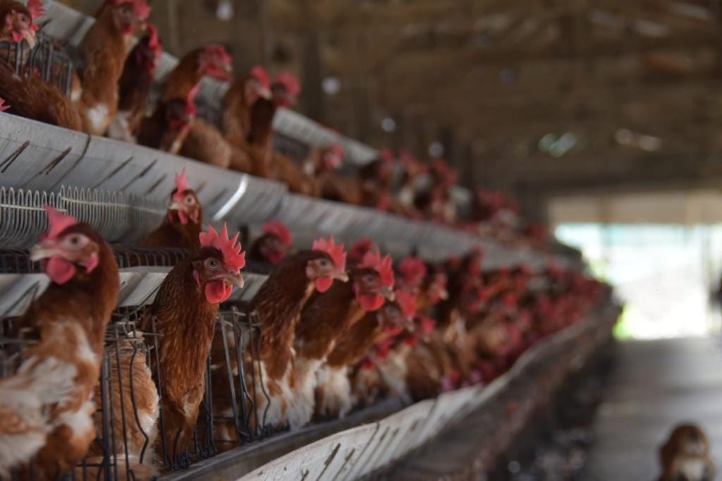 Senasag detecta nuevos focos de infección de gripe aviar en Tiquipaya y Cliza y anuncia el sacrificio de 160.395 aves 