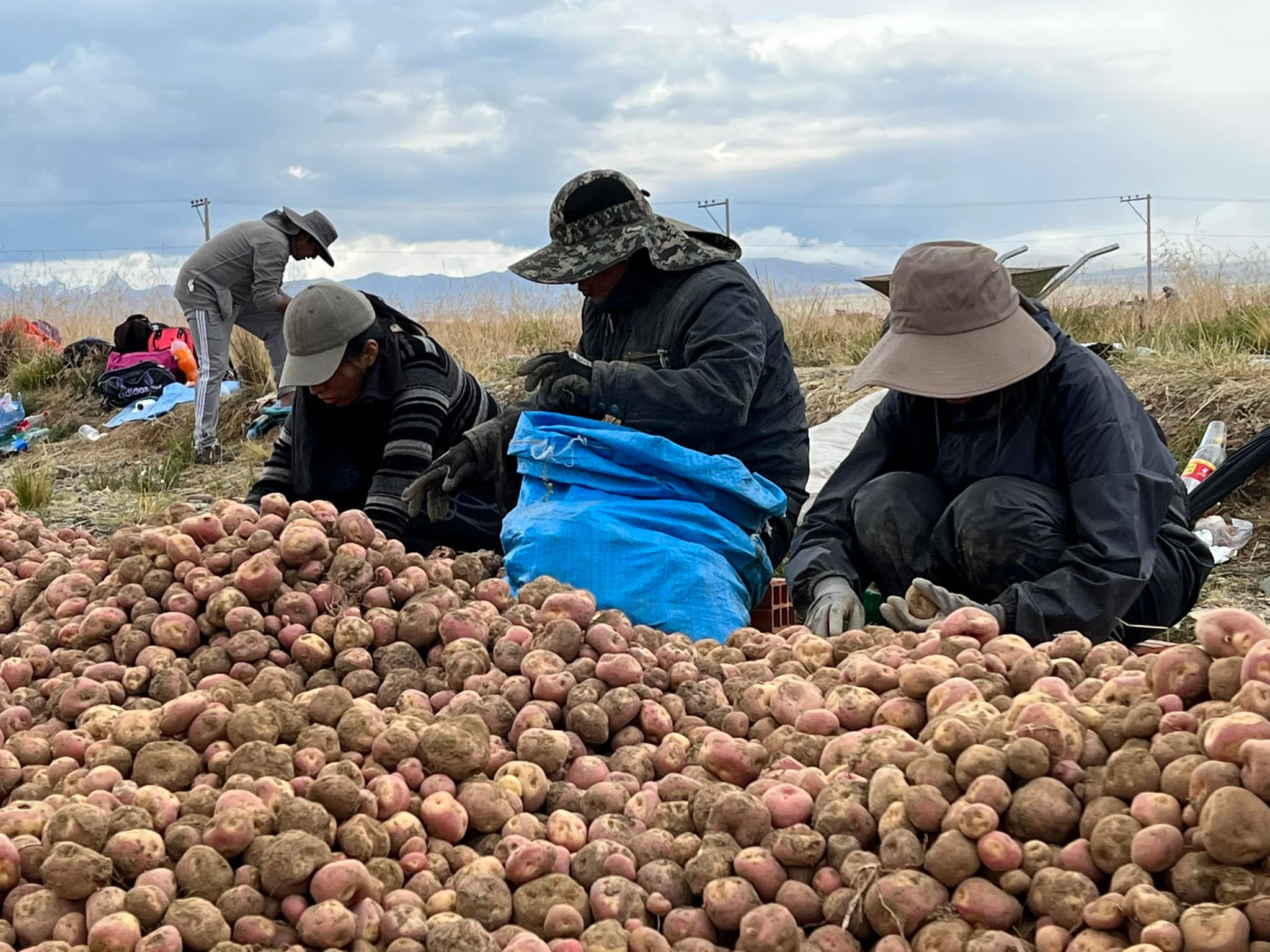 IPDSA invita a las ferias de la papa a precio justo mañana en La Paz, Cochabamba y Santa Cruz