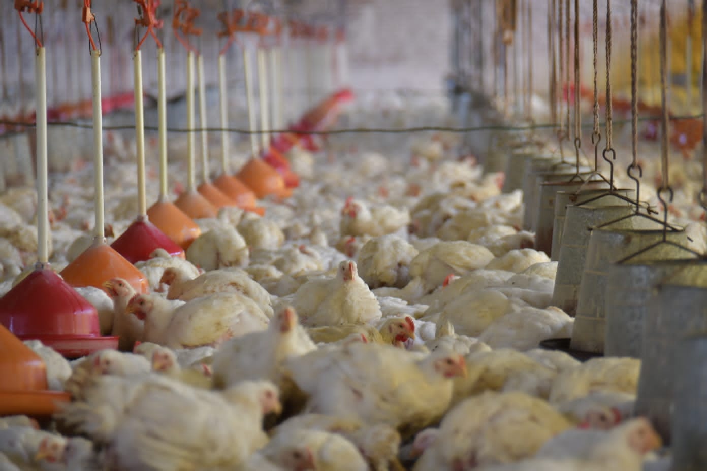 Senasag: Variantes de la gripe aviar pueden contagiar al humano, pero los síntomas son “muy leves”
