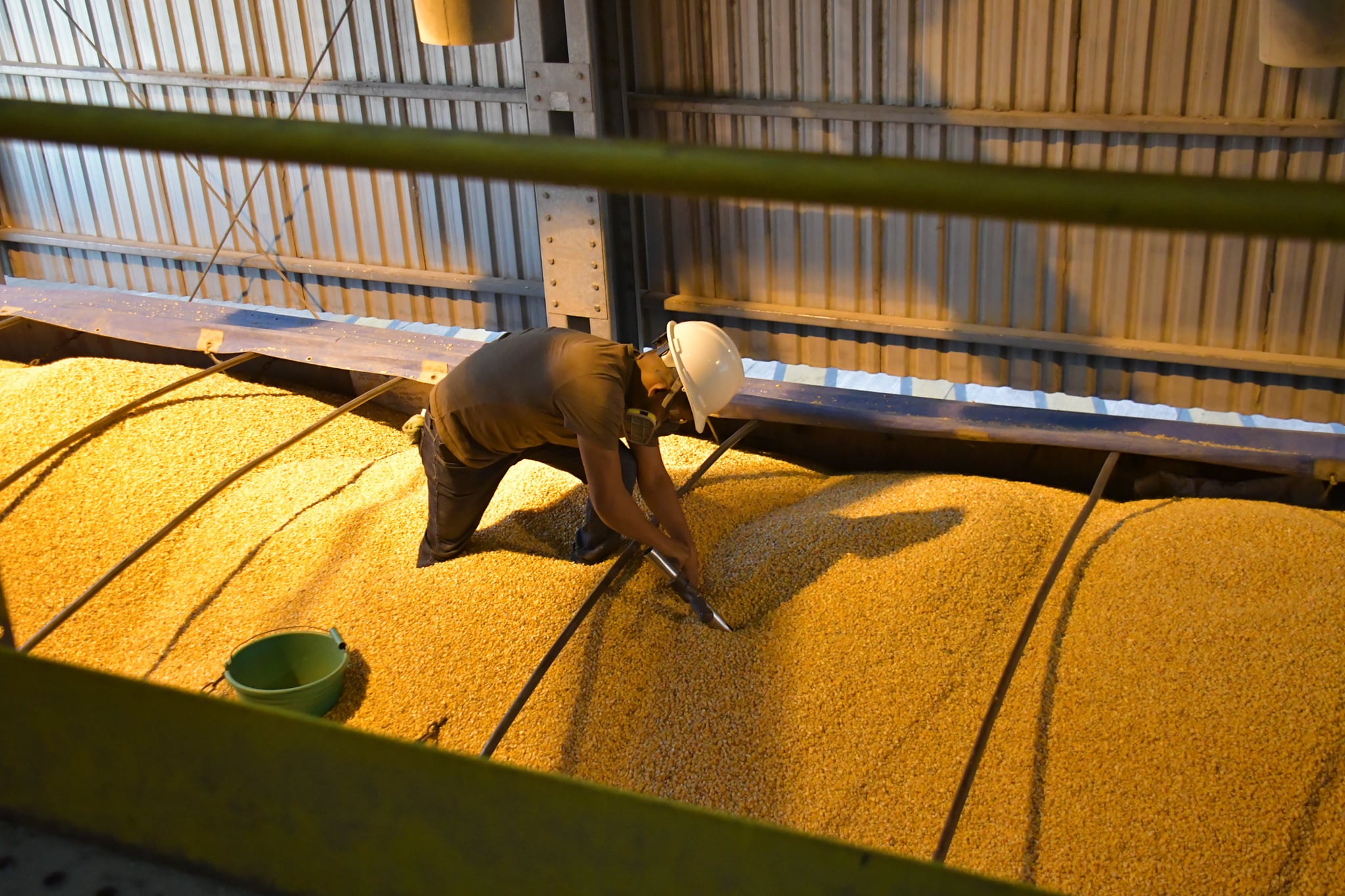 Emapa benefició a alrededor de 7.463 granjas pecuarias con maíz a precio subvencionado 