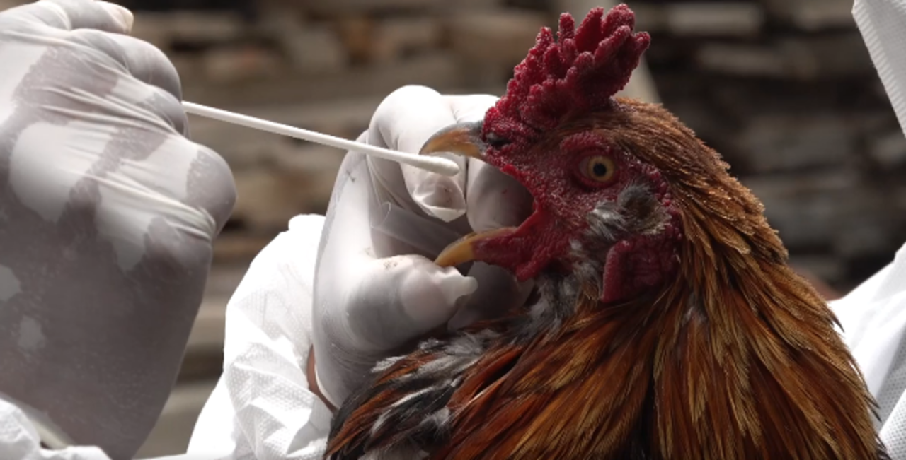 Senasag y avicultores controlan venta de aves en ferias para evitar diseminación de la gripe aviar