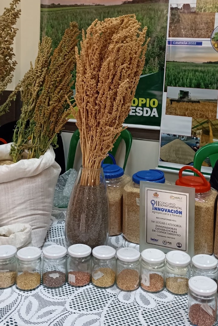 Banco de Germoplasma del Iniaf permite la generación de 20 variedades de quinua tropicalizada