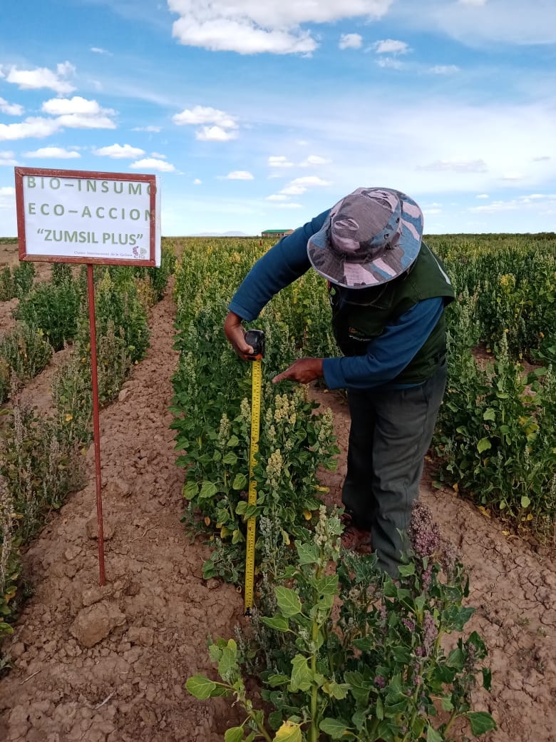 CIQ prevé cosechar 35 quintales de quinua por hectárea de “parcelas modelo de investigación”
