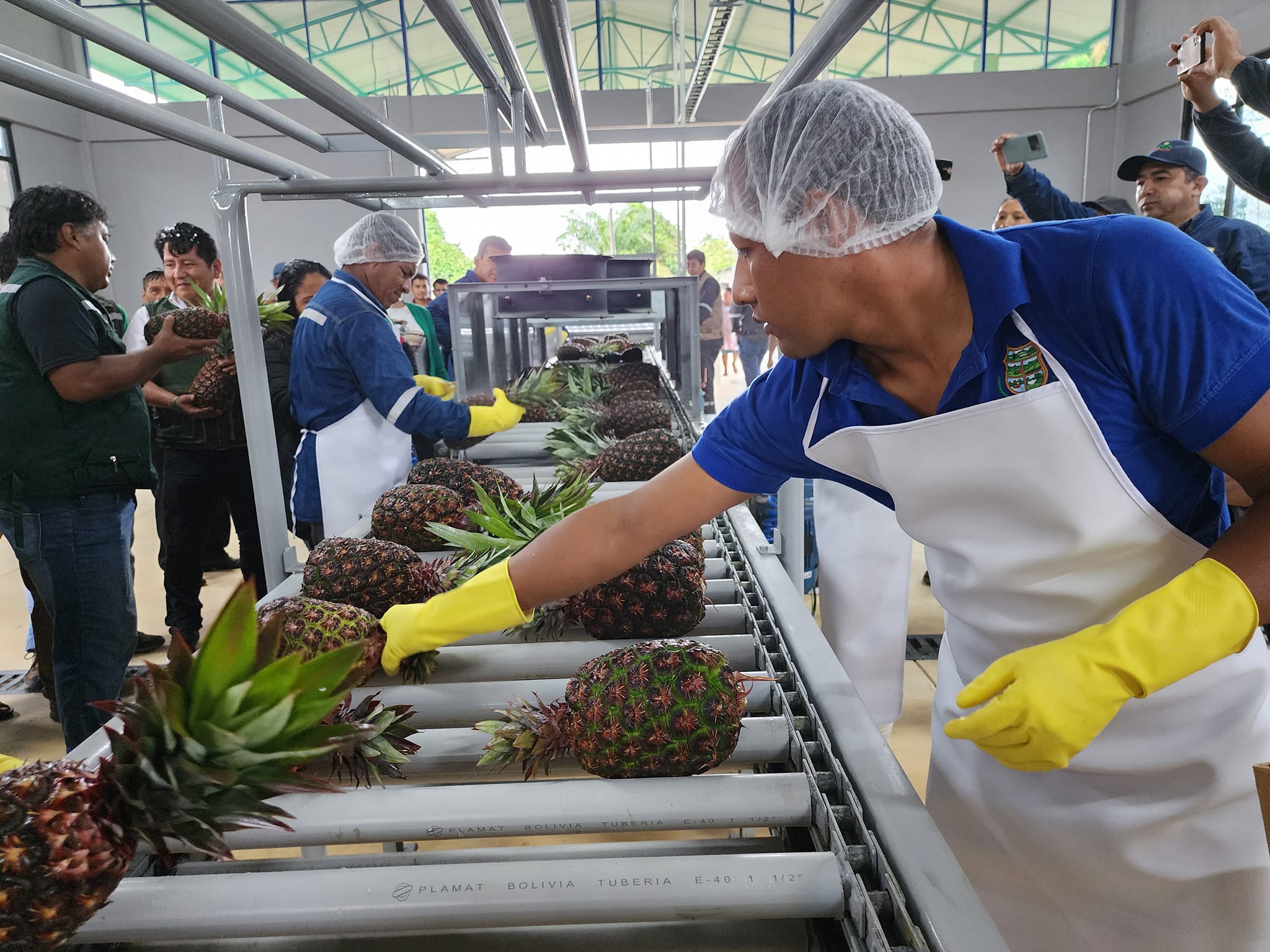 Puerto Villarroel inaugura una moderna Planta Empacadora de Piña de exportación 