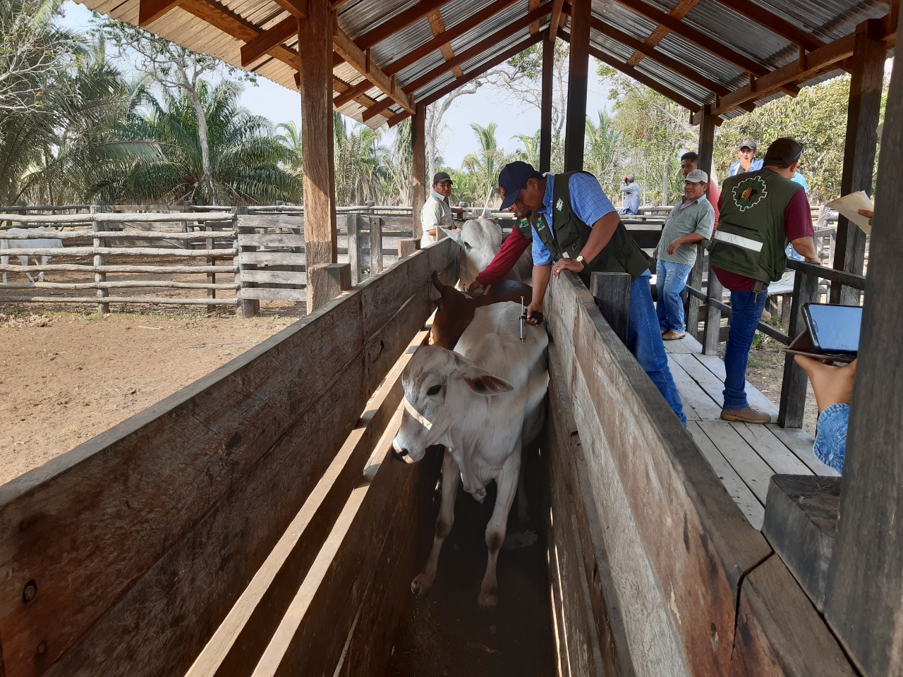 Senasag aclara que determinación de suspender la vacunación contra la fiebre aftosa es “netamente técnica y científica”