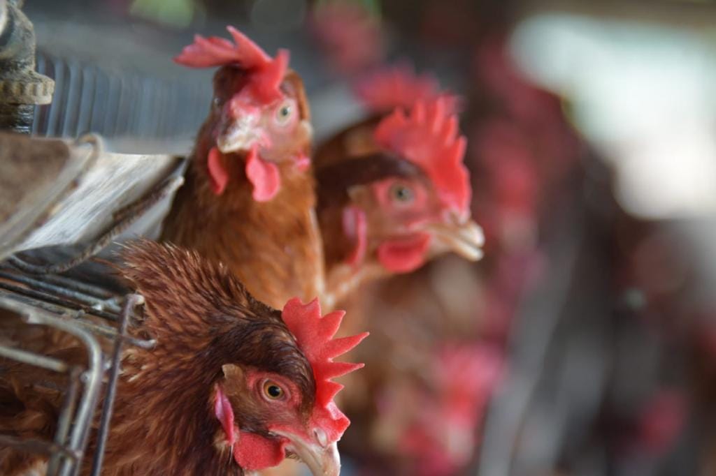 Senasag controló la gripe aviar en dos meses y destaca que Bolivia tiene un sistema sanitario “bastante robusto y fuerte” 