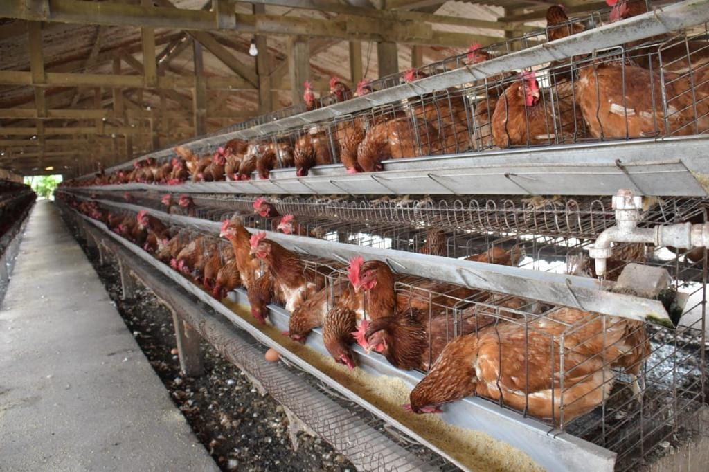 Gripe aviar ocasionó solo una pérdida “extraordinaria” del 6% de las aves ponedoras en el país