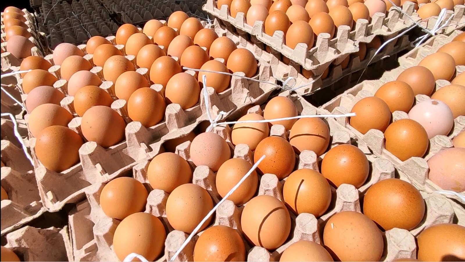 Defensa del Consumidor advierte con procesos a intermediarios que incurran en agio, especulación y contrabando del huevo