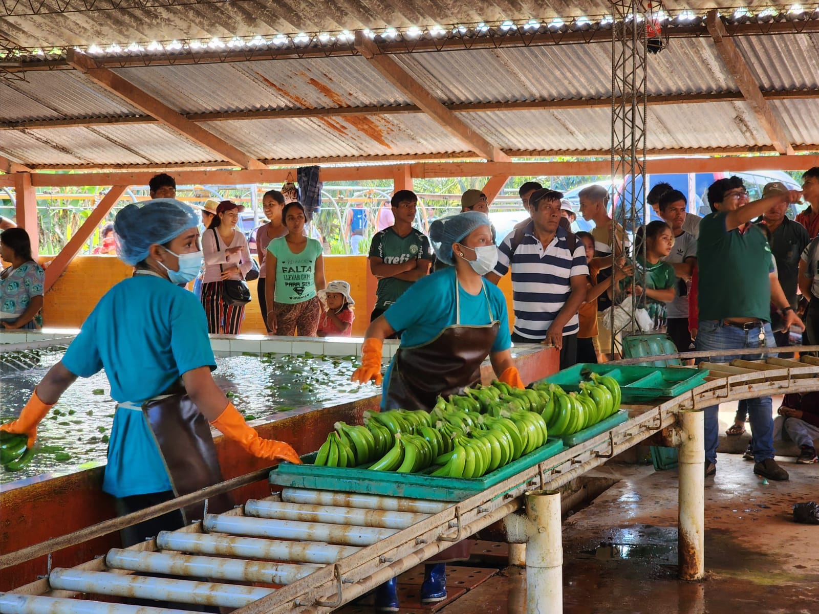 Productores de Villa Tunari, Shinahota y Chimoré se fortalecen con 10 empacadoras de plátano y piña