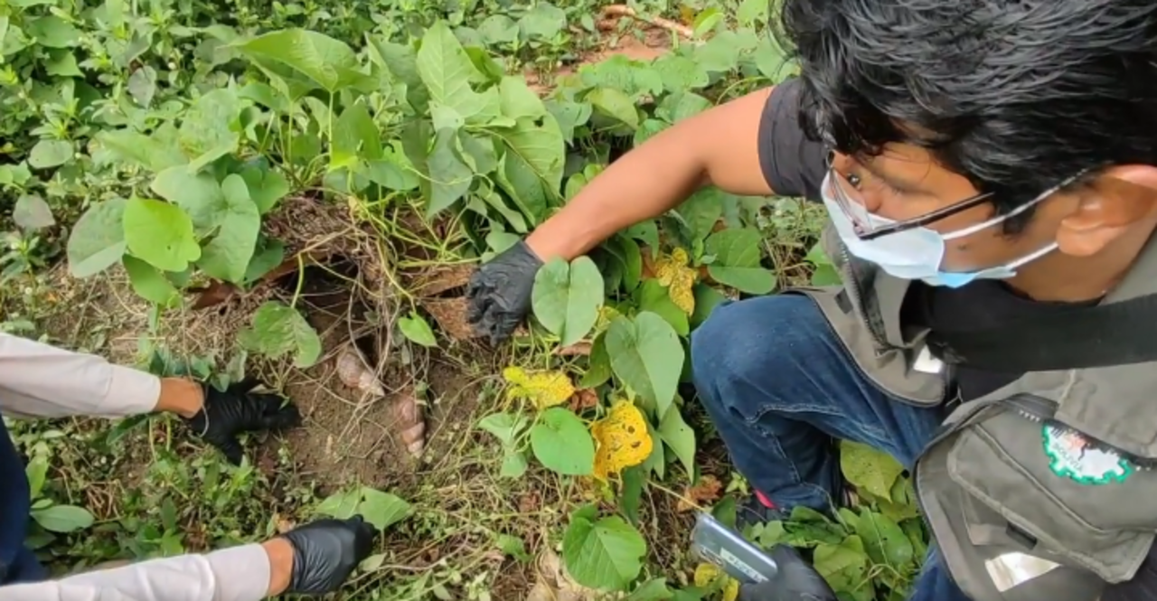 Senasag confirma presencia del “Caracol gigante africano” en Trinidad y activa campaña de control