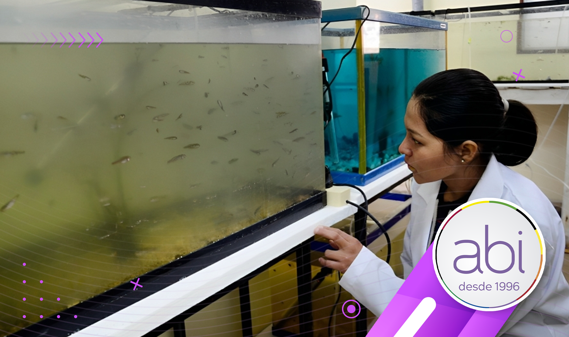 Repoblamiento en el Titicaca: Buscan salvar del peligro de extinción a peces nativos, entre ellos el Karachi