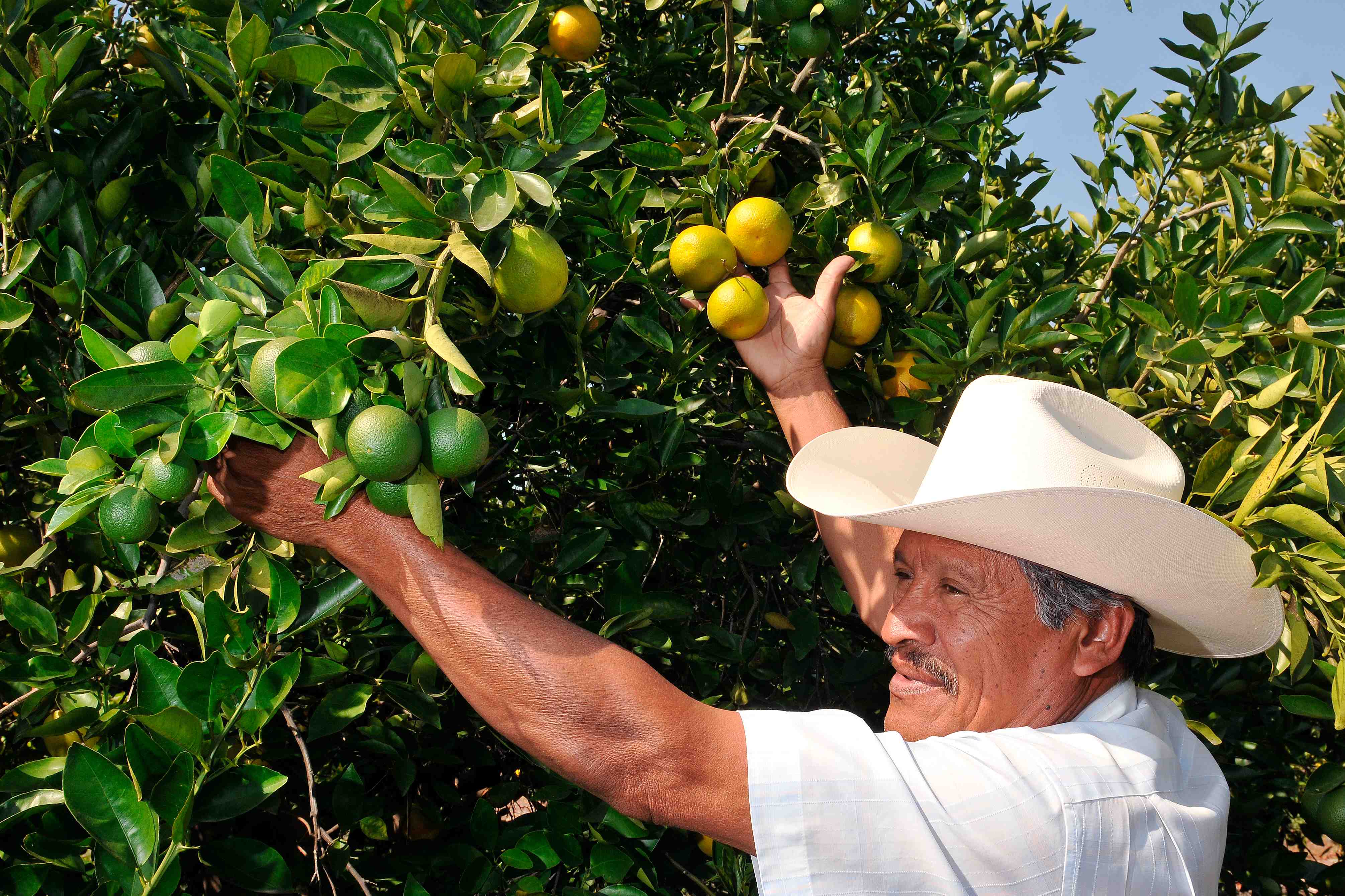 Bolivia tiene más de 50.000 hectáreas de cultivos de naranja, mandarina, limón, lima y toronja