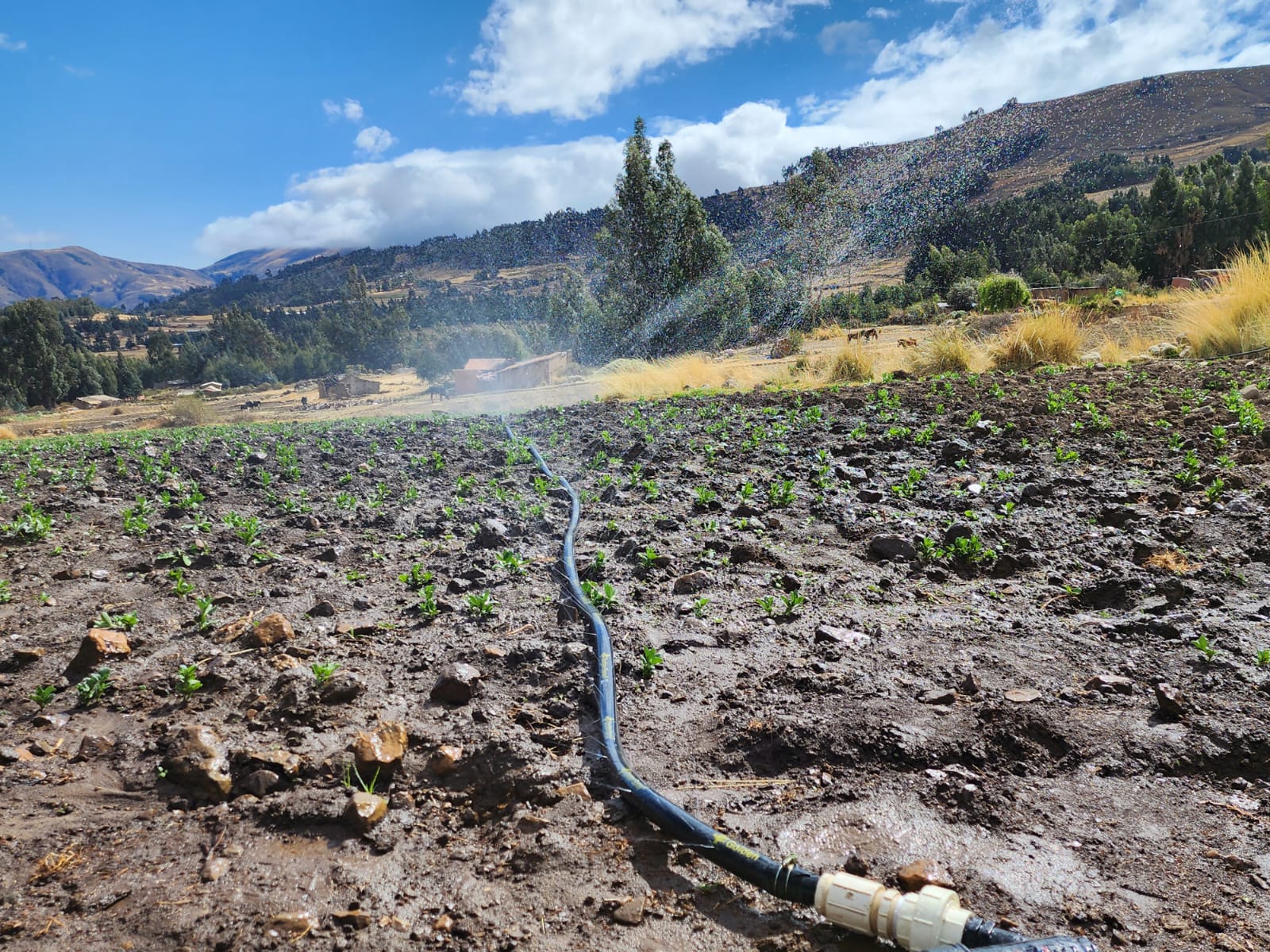 Entregan sistema de riego en Tiraque para fortalecer producción agrícola y reactivar economía de productores