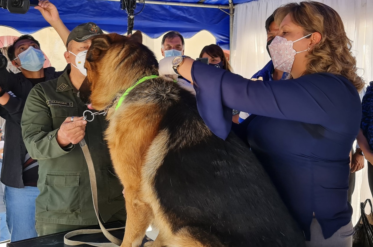 Detectan un caso de rabia canina en la ciudad de La Paz y se activa vacunación y búsqueda de casos positivos