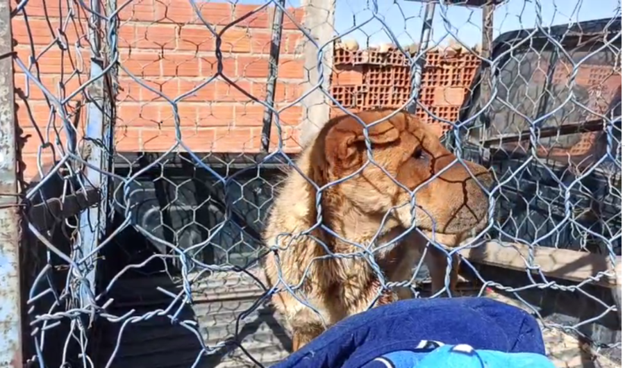 Niña mordida por un can con rabia en Viacha continúa con diagnóstico crítico