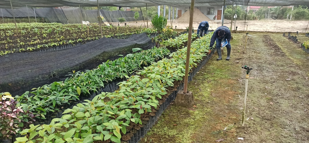 Medio Ambiente: municipios pueden acceder hasta Bs 1 millón para la construcción de viveros que contribuirán a la forestación