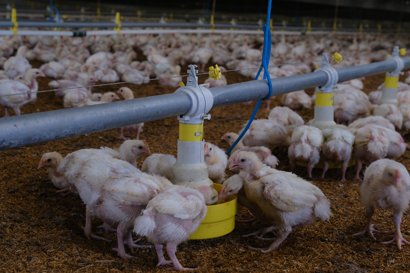 Avicultores cruceños advierten que bloqueos ponen en riesgo la provisión de pollo 