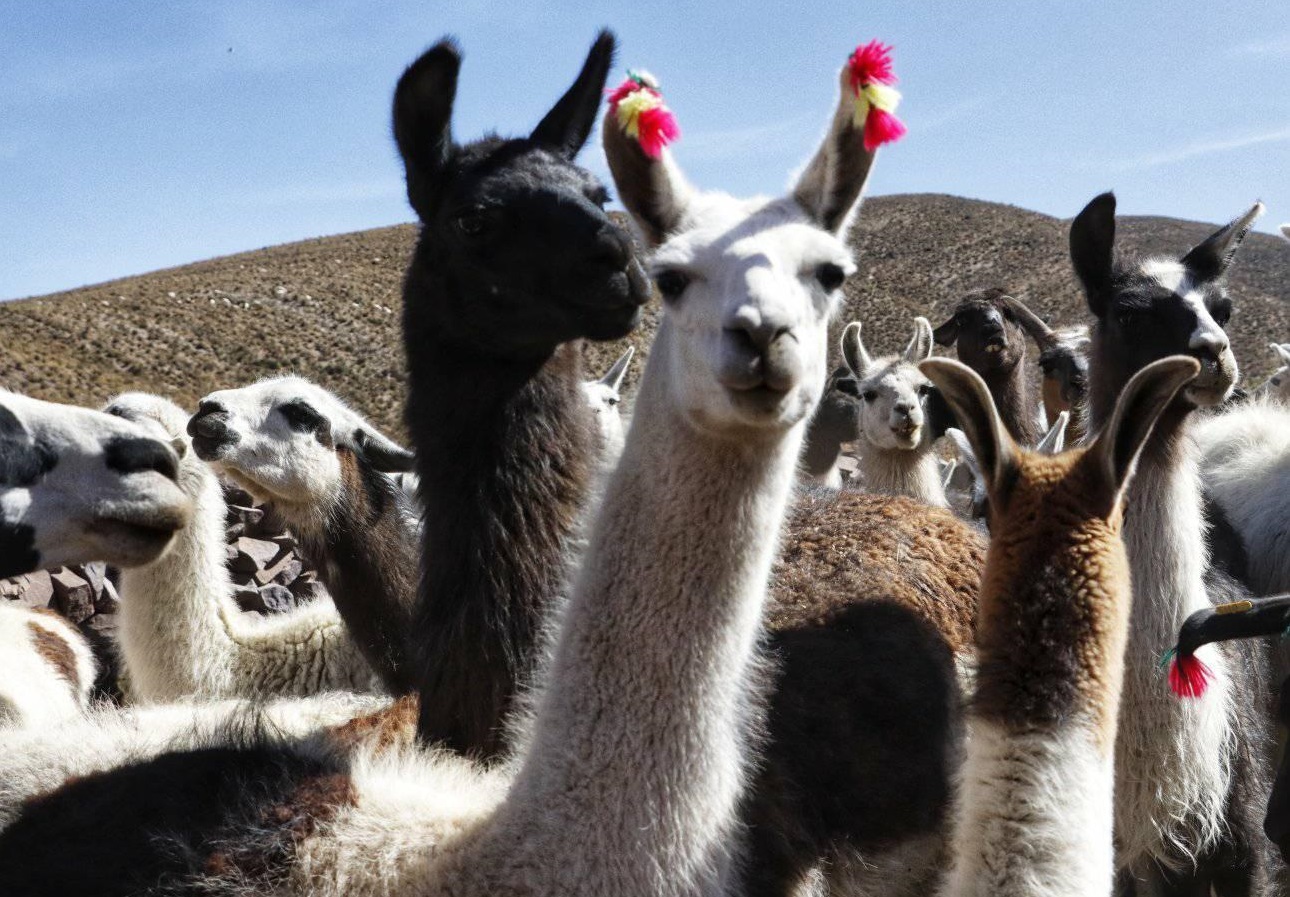 Prevén concluir la construcción de la planta industrial de camélidos de Turco en abril de 2024