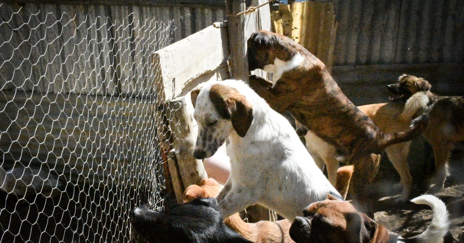 Ejército impulsa campaña “Un cariño deja huella” para alimentar a canes en situación de calle