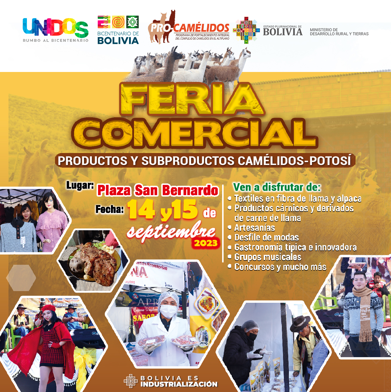 Invitan a la feria de productos y subproductos de camélidos en la ciudad de Potosí