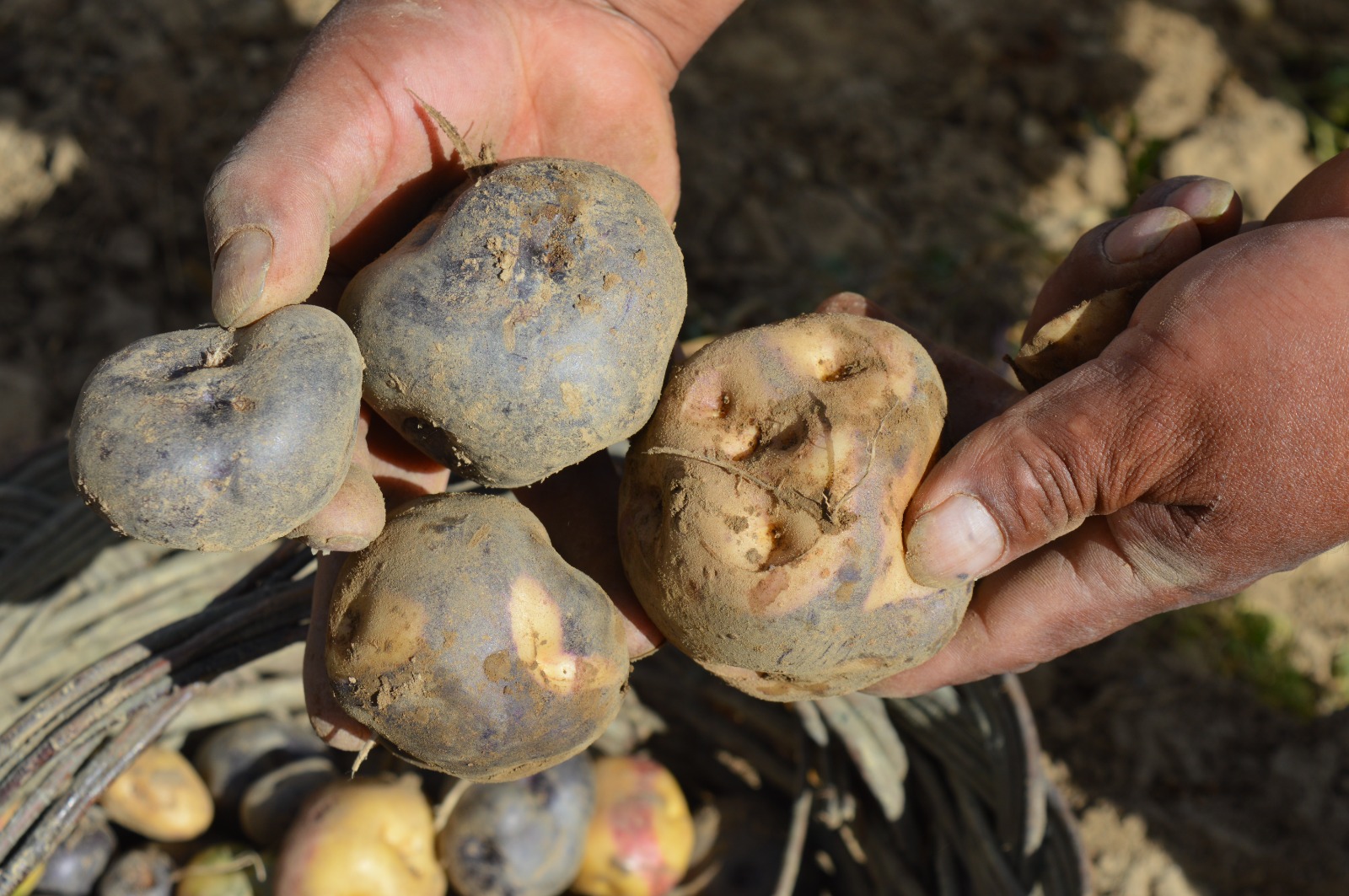 Cochabamba registra altos rendimientos en la producción de papa de hasta 34 toneladas por hectárea 