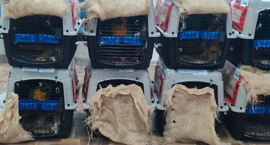 Repatrian desde Canadá a ocho parabas Barba Azul que están en peligro de extinción