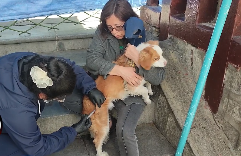 Vacunación contra la rabia en perros y gatos llega al 98,1% en La Paz