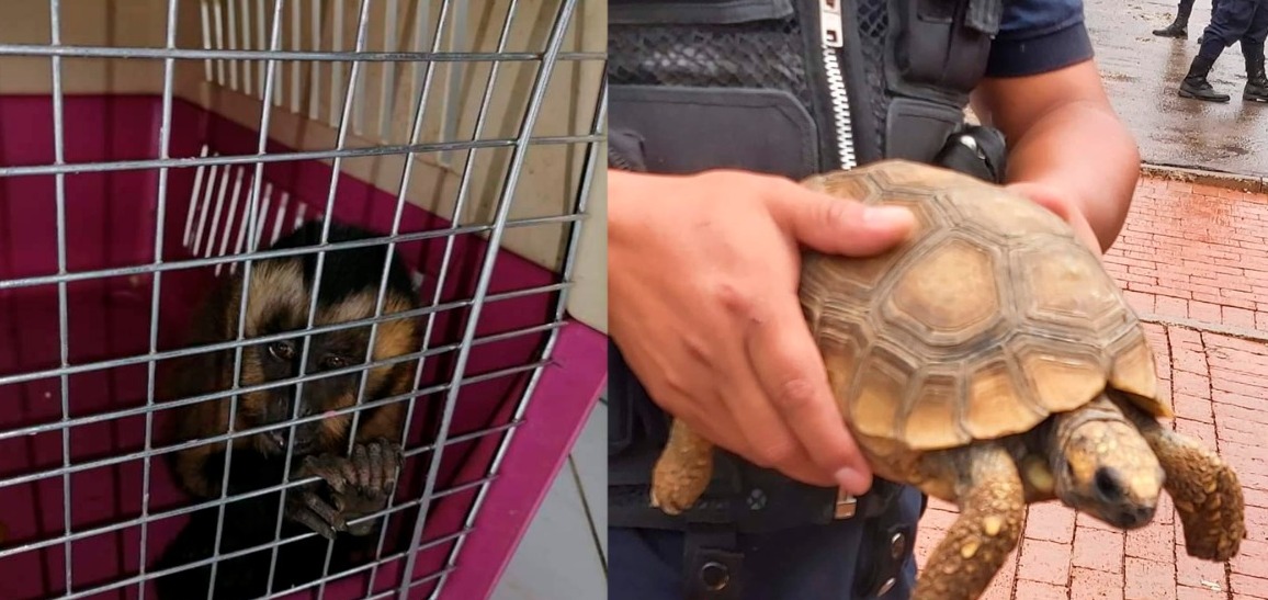 Rescatan a 15 animales silvestres en El Alto, los trasladarán a centros de custodia 