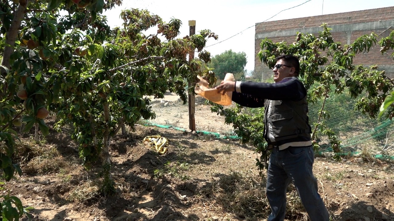 Liberan 3 millones de moscas estériles en 11 municipios del valle alto de Cochabamba