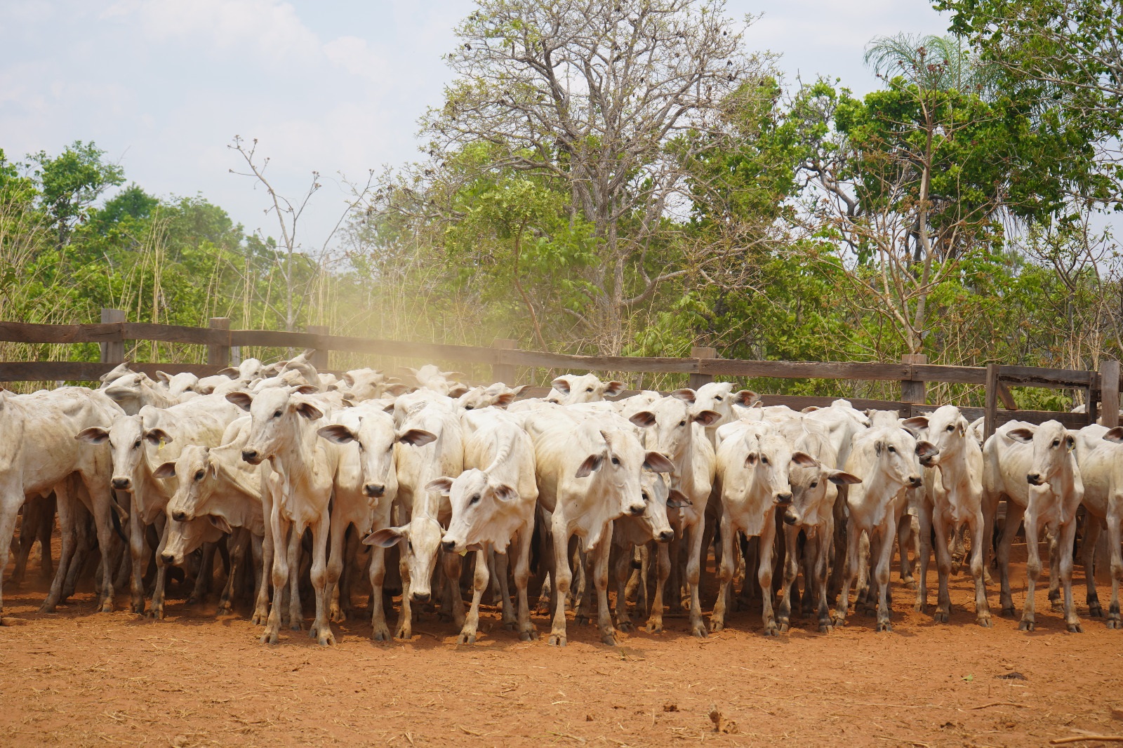 Entregan 630 vaquillas para mejorar la producción bovina en Concepción 