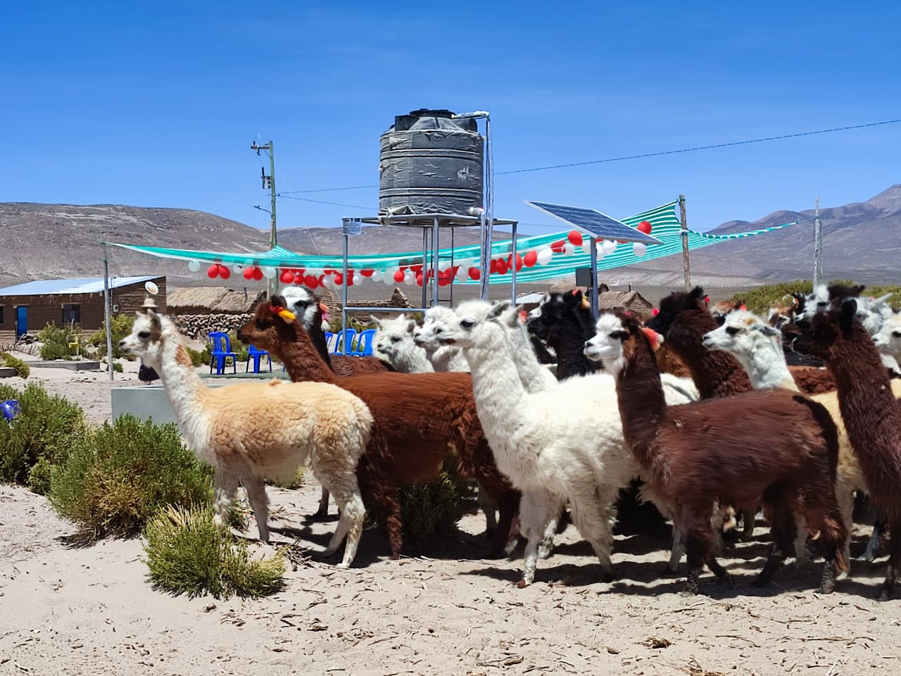 Desarrollo Rural entrega 12 sistemas de agua para fortalecer la producción camélida en Sabaya