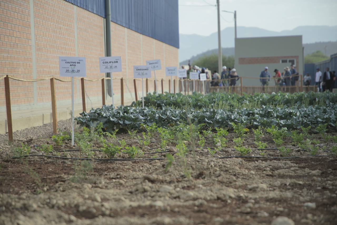 Proyectan aumentar producción de hortalizas y frutas con fertilizantes de la nueva planta NPK