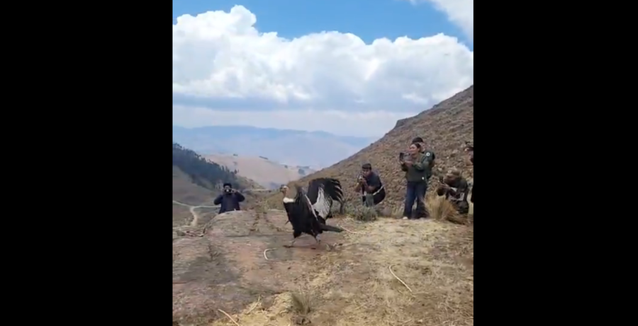 Cóndor andino vuelve a los cielos