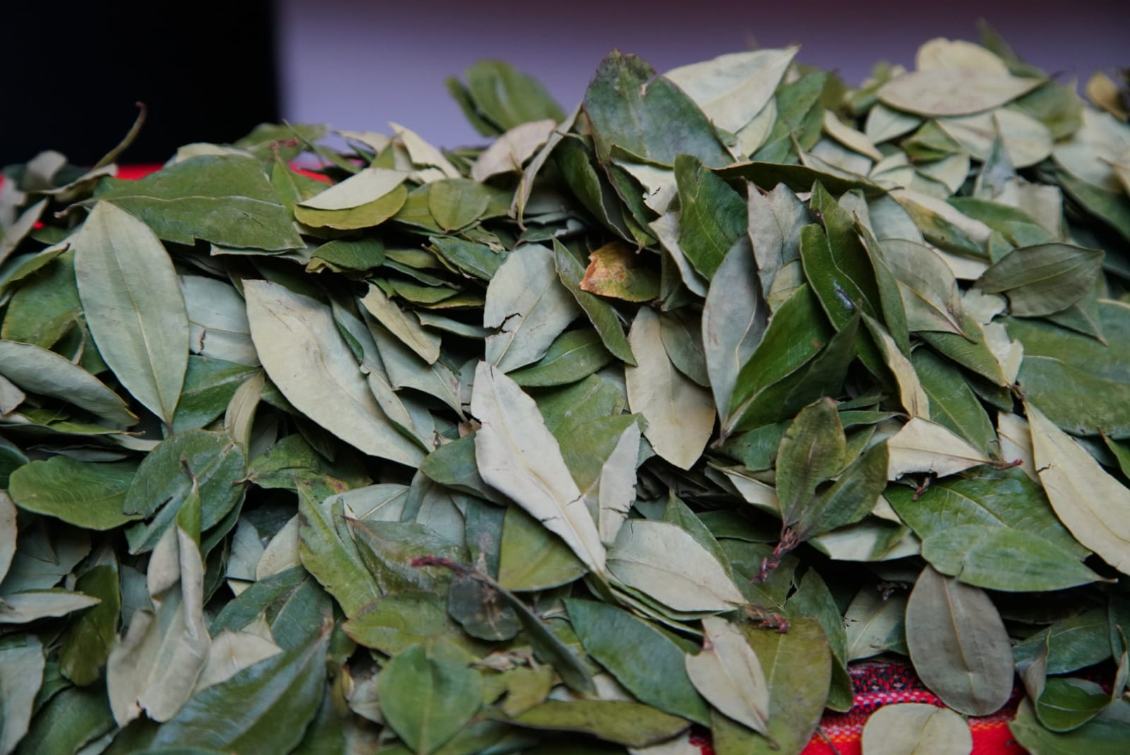 En Santa Cruz se comercializó 9.447 toneladas de coca en 2022 y se convirtió en el principal destino del producto 