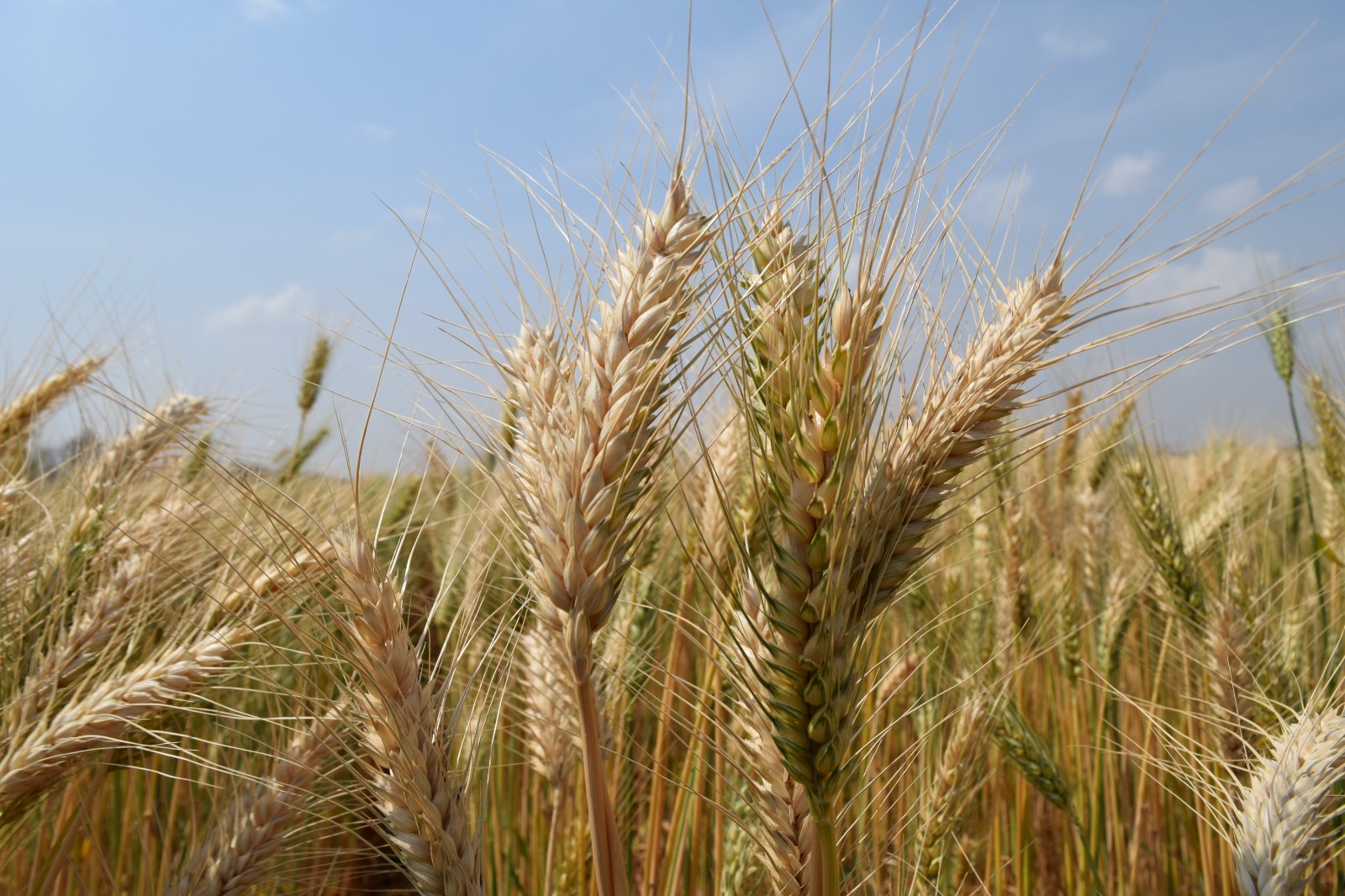 Producción de granos en Santa Cruz alcanza récord de 5,8 millones de toneladas este 2023