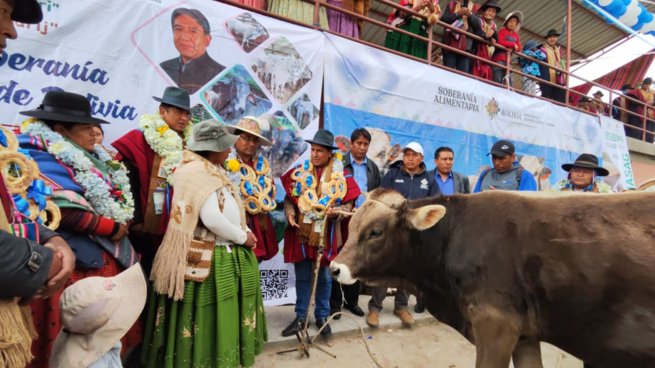 Entregan torillos de engorde para fortalecer la actividad pecuaria y económica de 368 familias de Laja