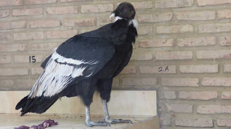 Pofoma rescata a cóndor en el municipio de Vacas en Cochabamba