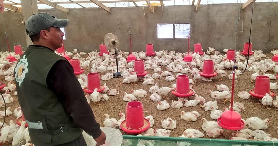 Gripe aviar: El contagio a humanos es “mínimo”, se activa cerco y sacrifican a 160.000 aves