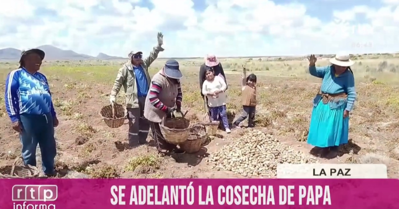 Altiplano paceño: Cosecha de papa se adelanta en Caquiaviri y producción mejora por las lluvias