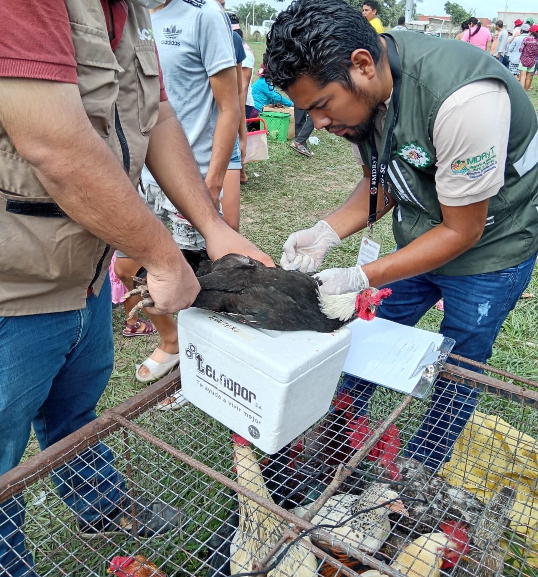 Senasag controla medidas de bioseguridad contra la gripe aviar en municipios de Tarija y Santa Cruz
