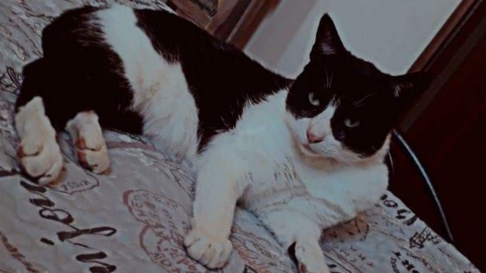 Regresó su hogar, el gato "Vampiro" que en junio fue abandonado por chófer en la carretera