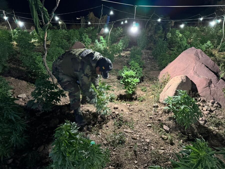 En Potosí incineran seis toneladas de marihuana y aprehenden a tres colombianos 