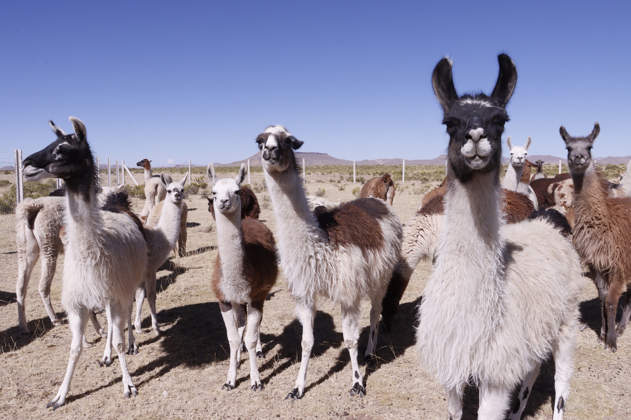 Anuncian inversión de Bs 200 millones para la segunda etapa del programa Pro – Camélidos