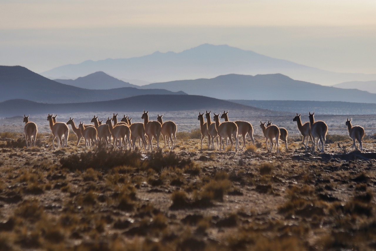 Celebrarán por vez primera el Día Internacional del Guanaco