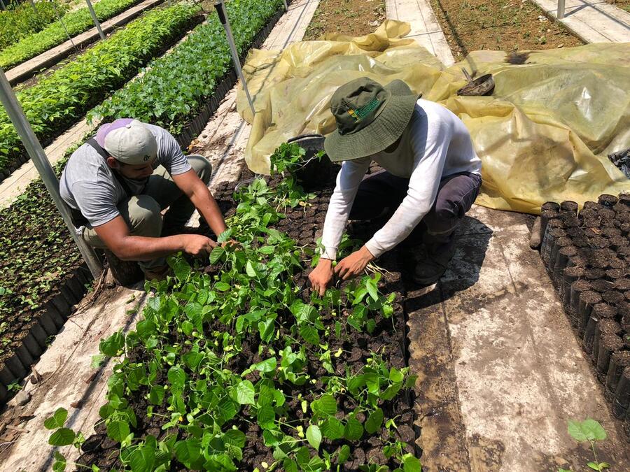 Fonabosque cierra convocatoria con 16 proyectos forestales que proyectan ser cofinanciados
