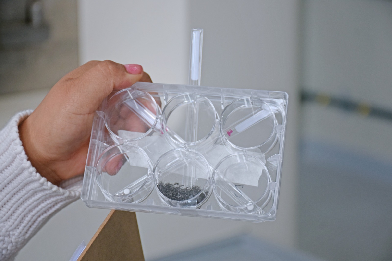 Bolivia marca hito histórico al realizar la primera irradiación de mosquitos transmisores del dengue, zika y chikungunya 