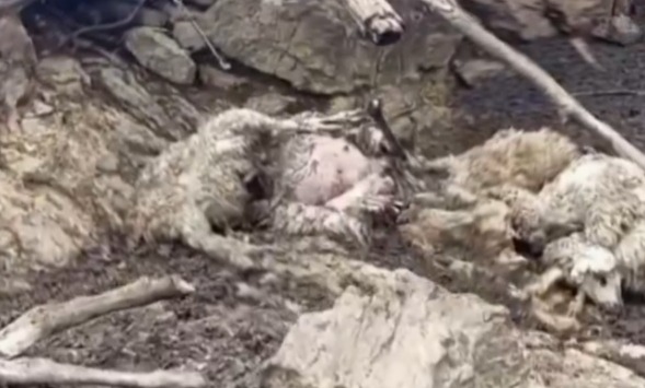 37 ovejas mueren al ser impactadas con un rayo en Cochabamba