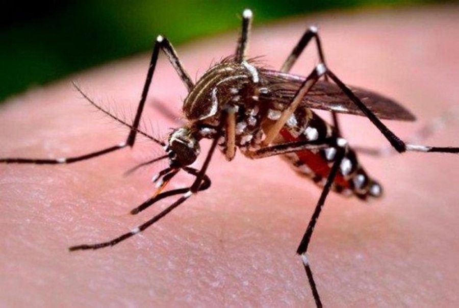 Reportan primer caso de chikungunya y activan fumigación en 9 manzanos de Santa Cruz de la Sierra